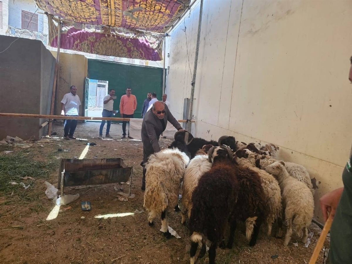 تموين الأقصر تعلن عن وصول خراف العيد 