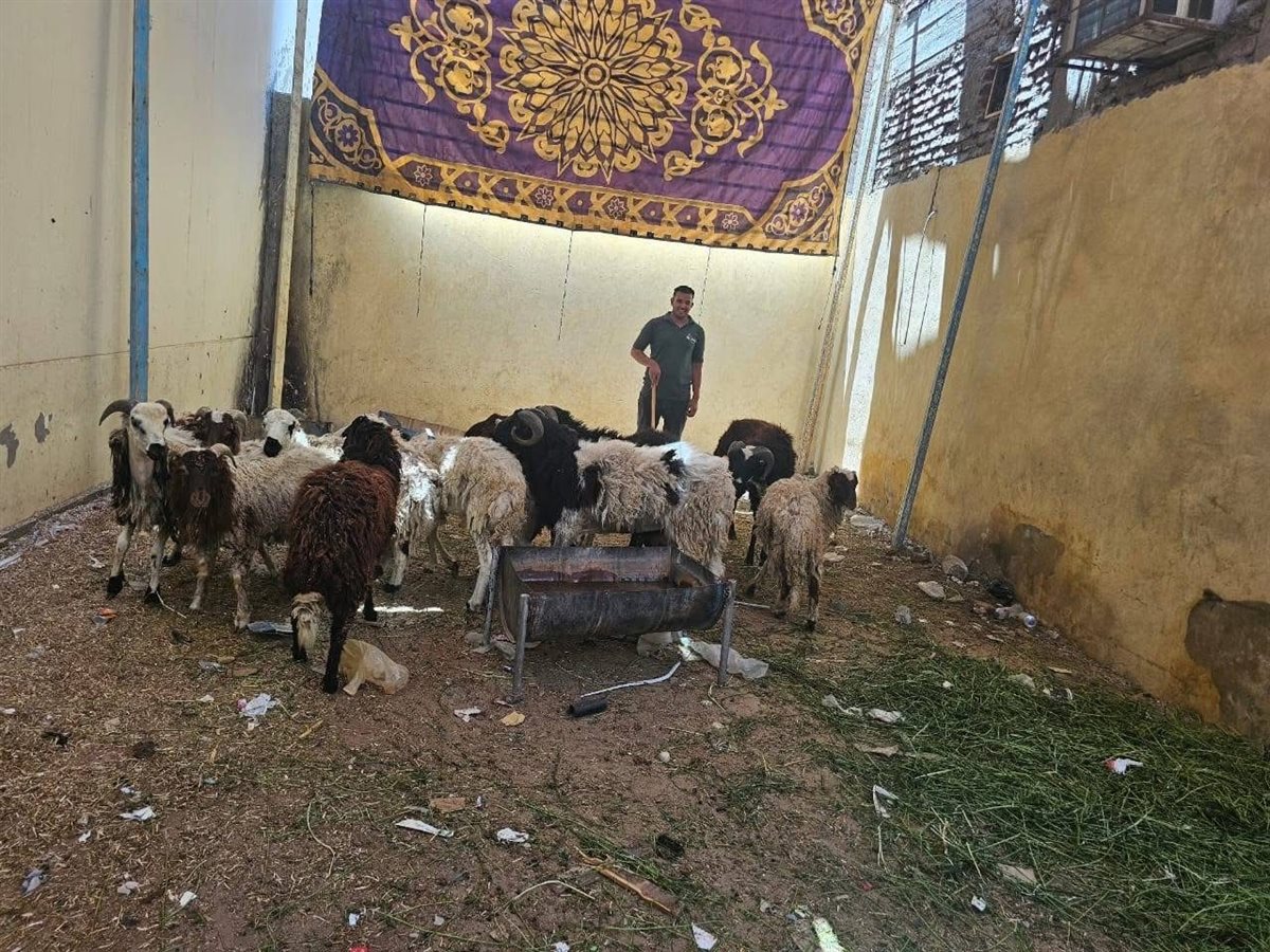 تموين الأقصر تعلن عن وصول خراف العيد 