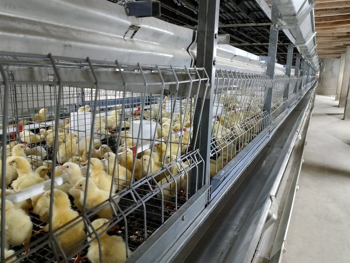 مزارع الدواجن  