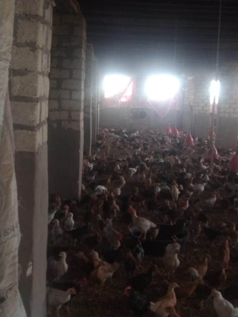 مزارع الدواجن  