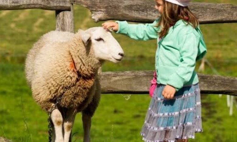 كيف تشرح معاني عيد الأضحى للأطفال بطريقة مبسطة؟