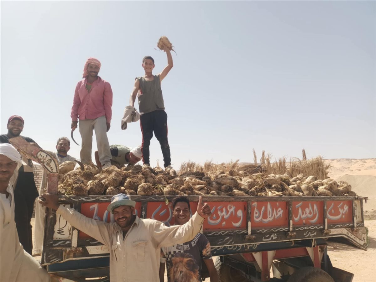 انطلاق موسم حصاد بنجر السكر في الوادى الجديد