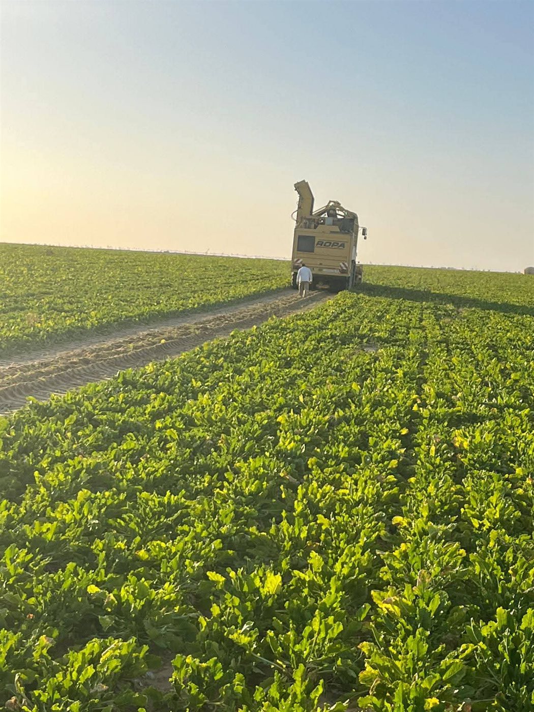انطلاق موسم حصاد بنجر السكر في الوادى الجديد