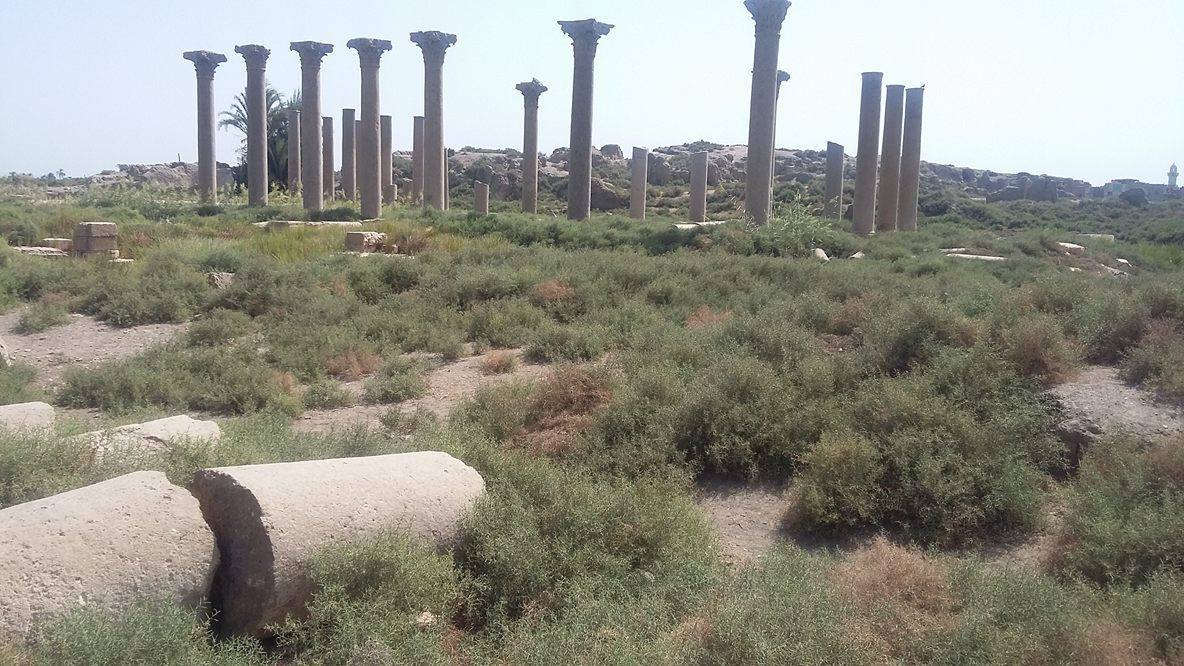 إزالة الحشائش فى منطقة الأشمونين الأثرية 