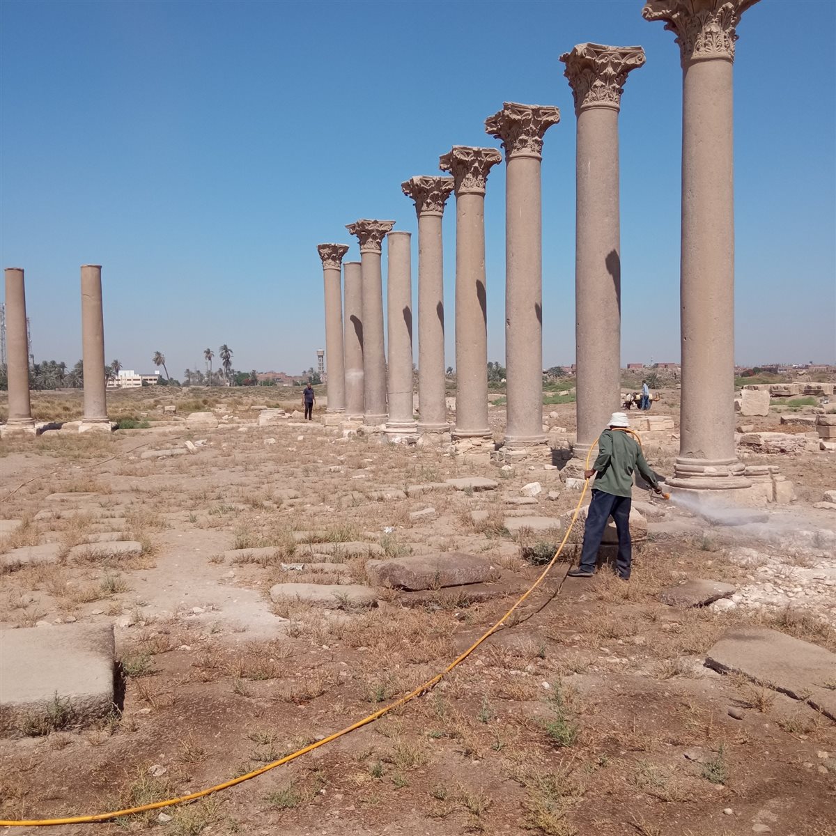 إزالة الحشائش فى منطقة الأشمونين الأثرية 