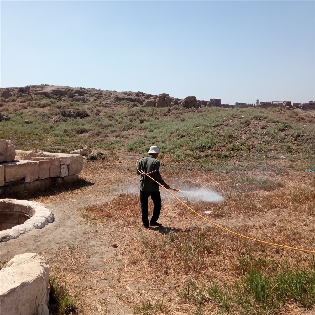 إزالة الحشائش فى منطقة الأشمونين الأثرية 