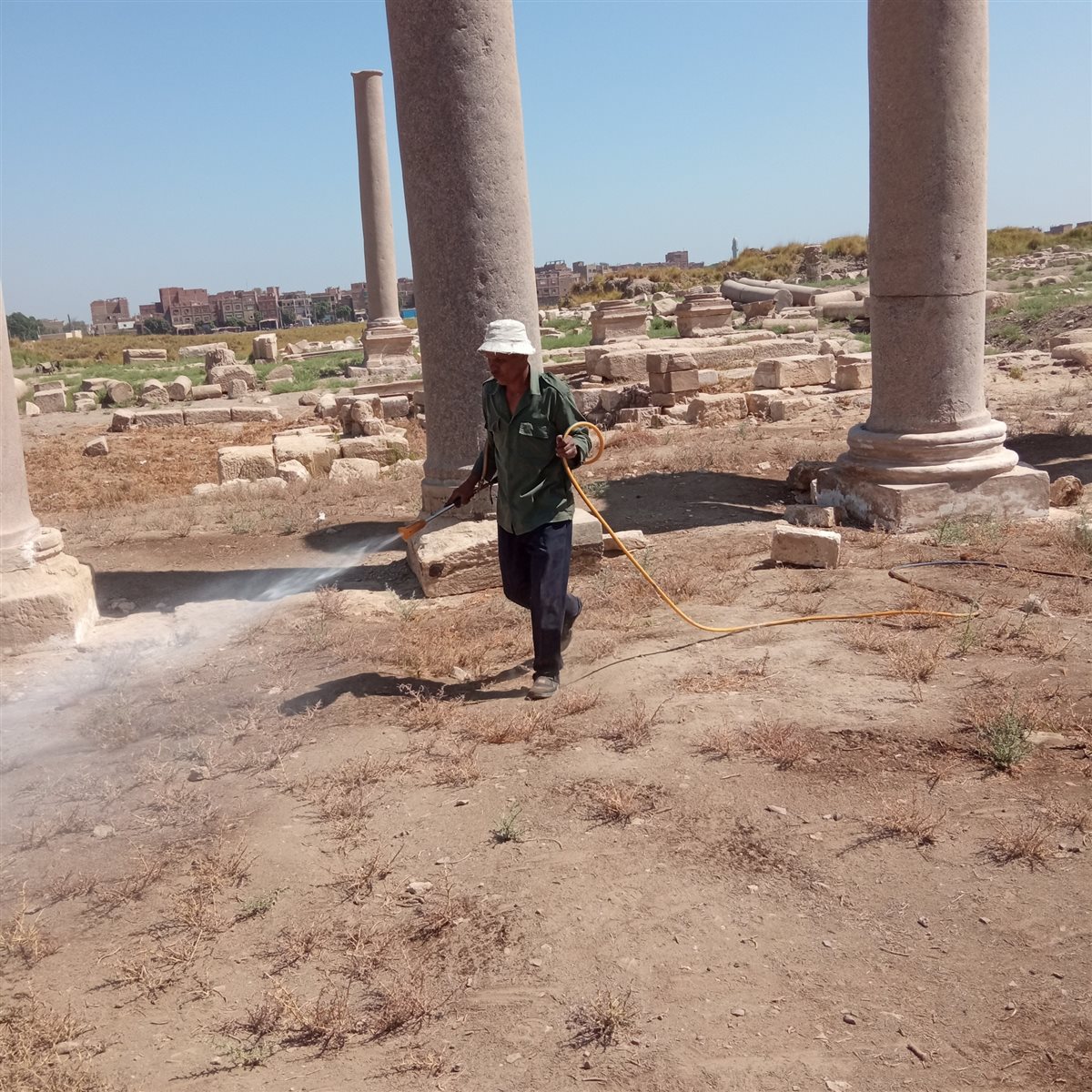 إزالة الحشائش فى منطقة الأشمونين الأثرية 