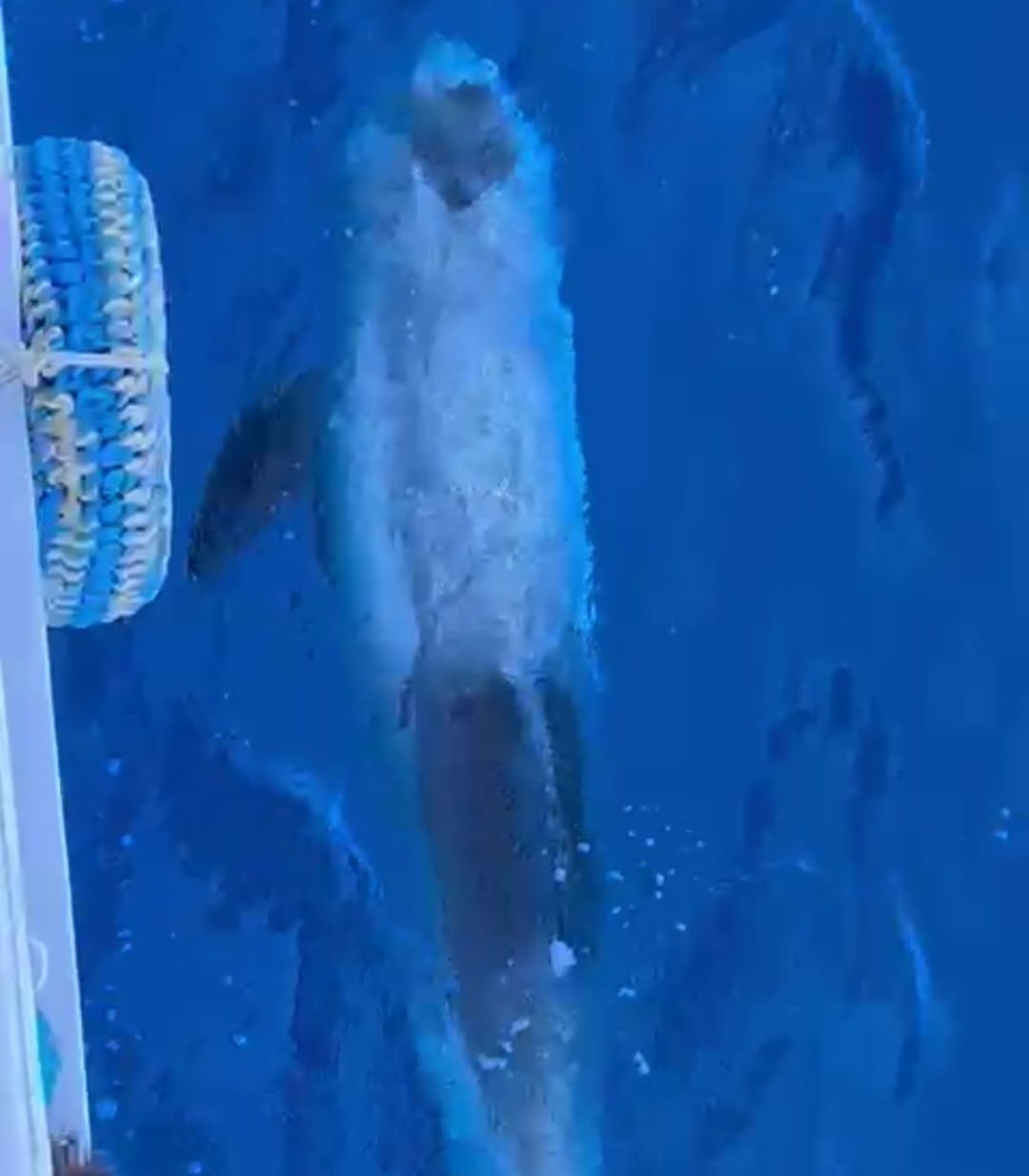 دلافين تلعب مع السياح