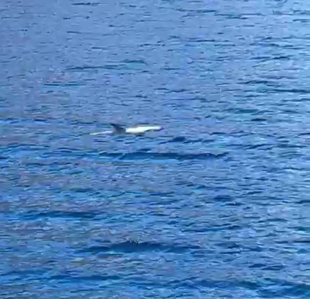 دلافين تلعب مع السياح