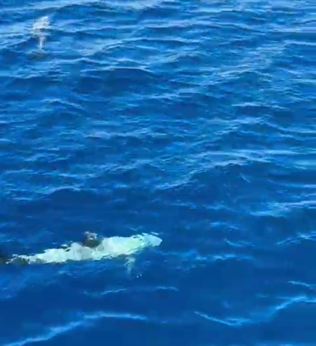 دلافين تلعب مع السياح