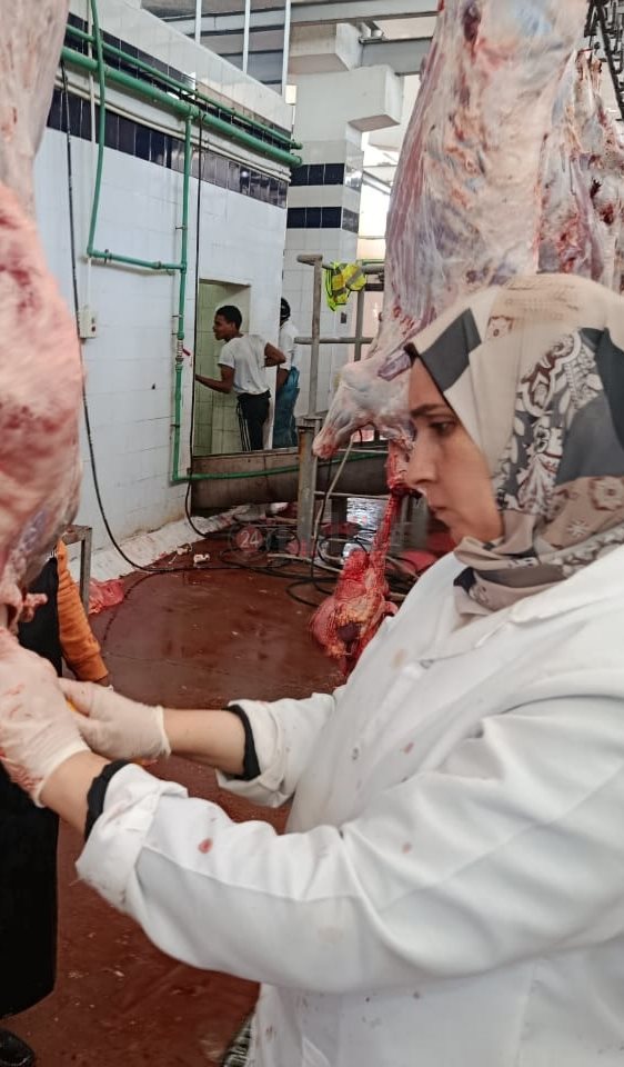 بيطريات البحر الأحمر داخل مجازر الغردقة 