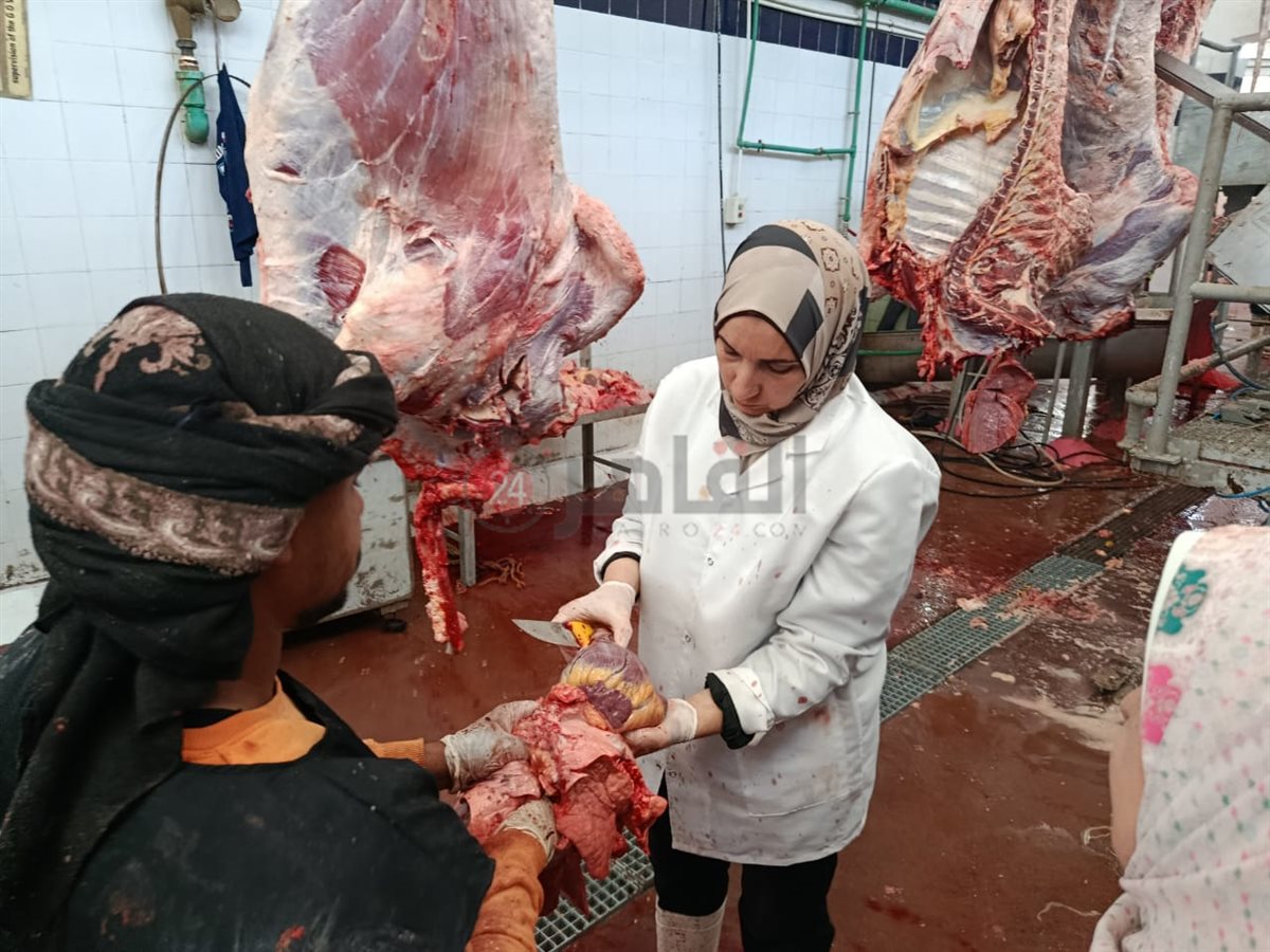 بيطريات البحر الأحمر داخل مجازر الغردقة 