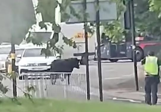 ثور هارب يثير الذعر في مدينة برمنجهام بـ إنجلترا.. والشرطه تندفع للسيطرة عليه