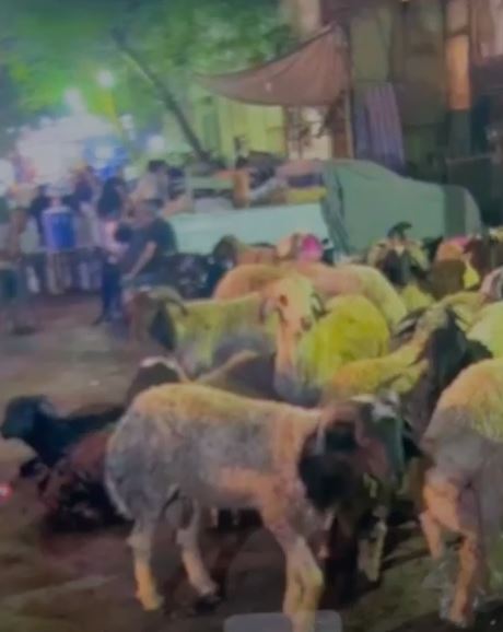 استياء أهالي الموسكي من فوضى تجار الأغنام بميدان باب الشعرية