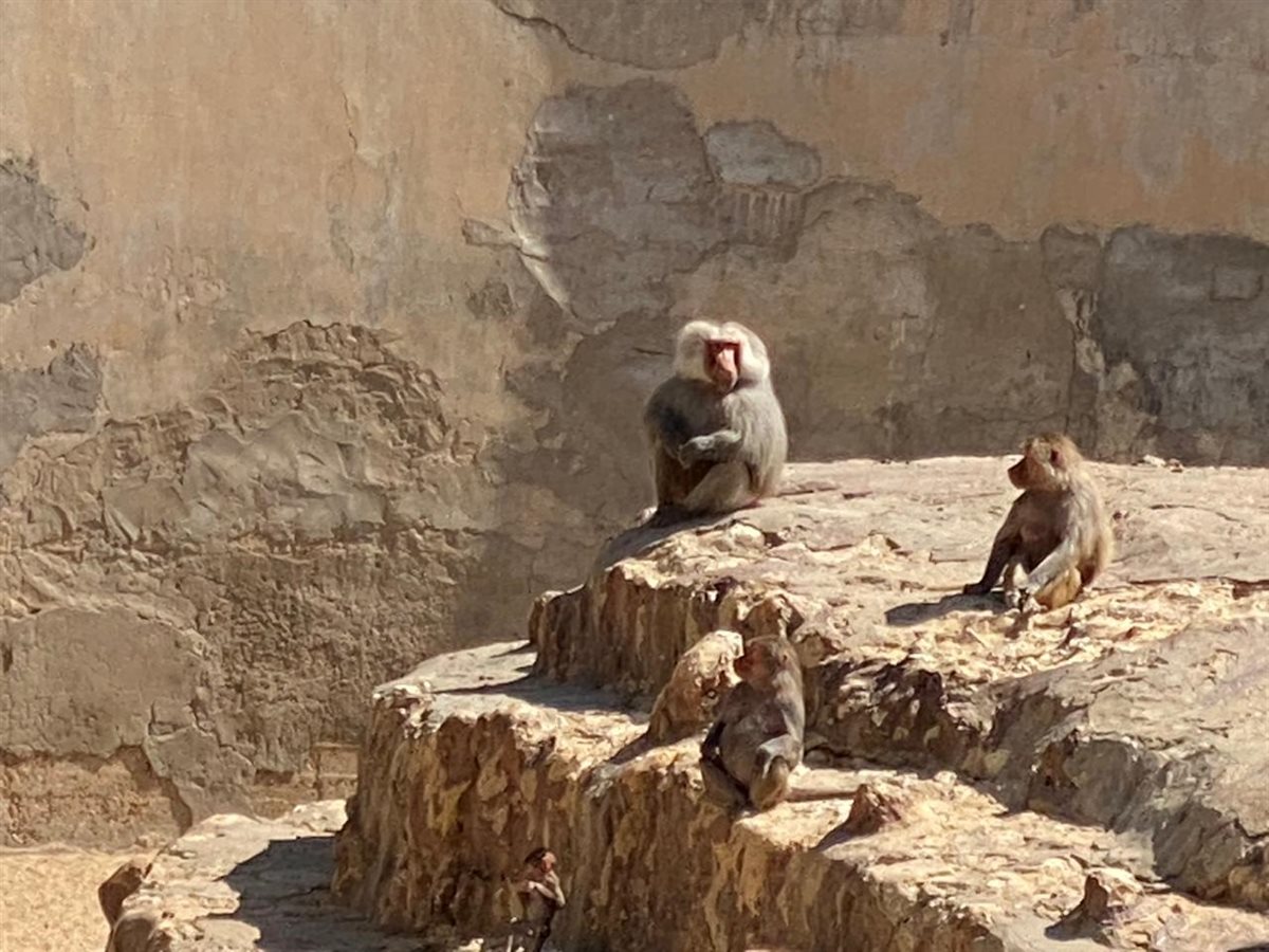 حدائق الحيوان الإقليمية والأسماك بالزمالك 