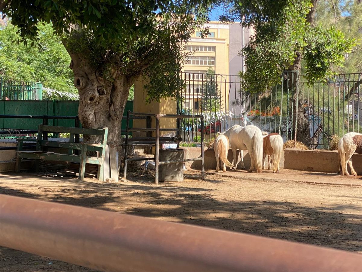 حدائق الحيوان الإقليمية والأسماك بالزمالك 