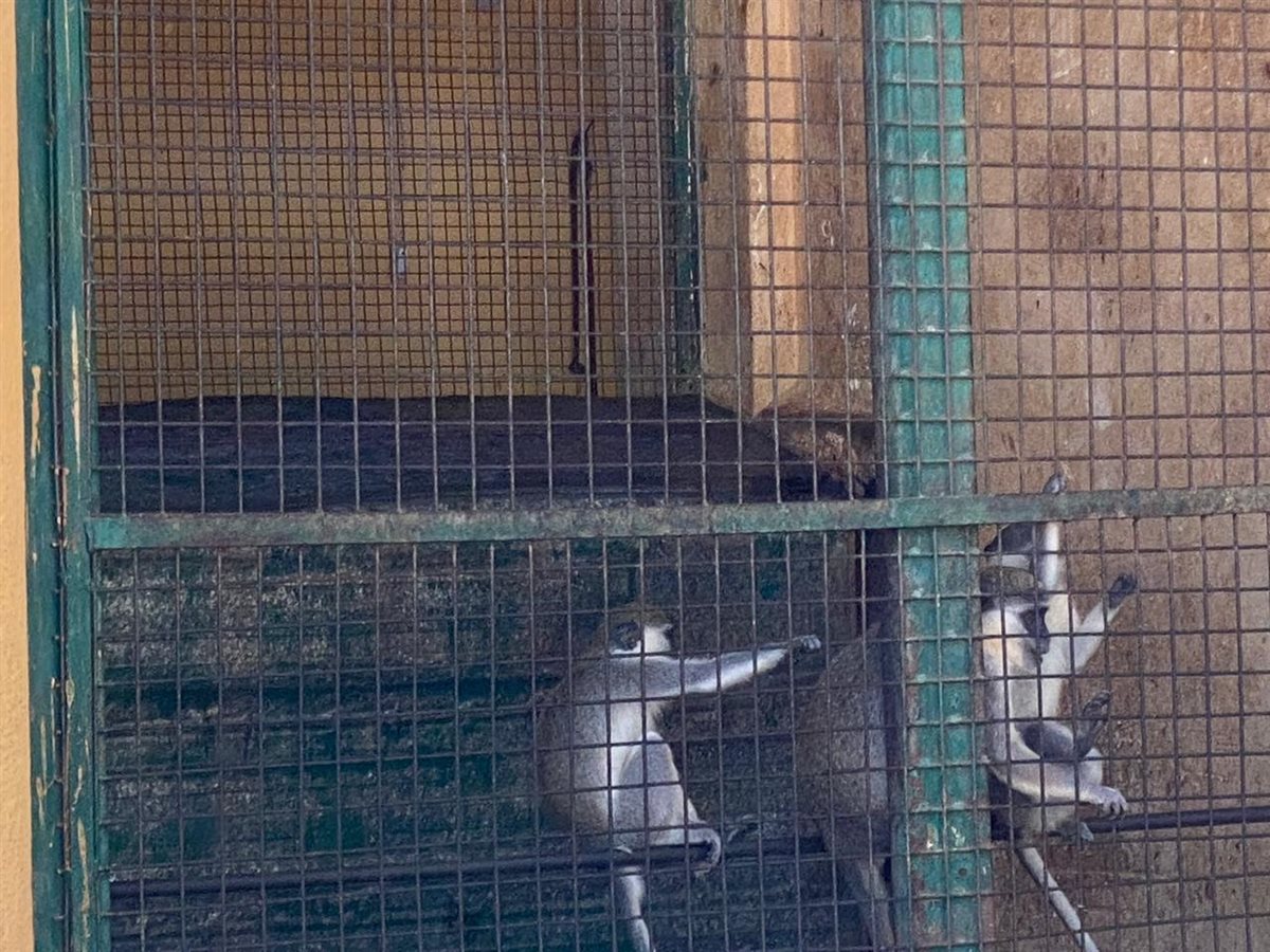 حدائق الحيوان الإقليمية والأسماك بالزمالك 