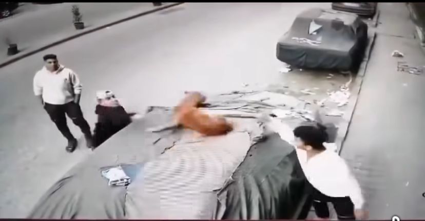 فيديو التعدي بالضرب على كلب
