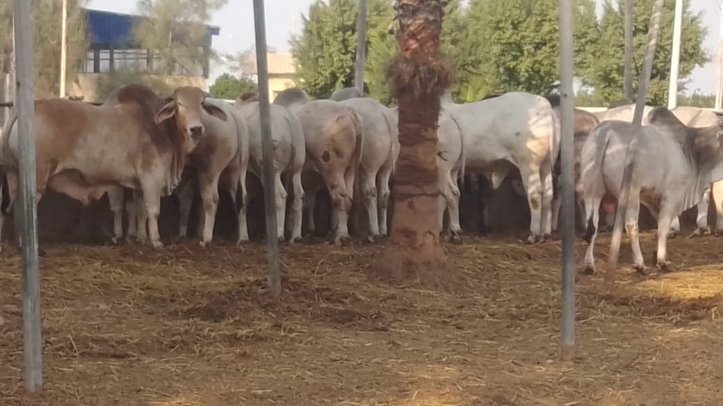 ذبح 450 أضحية لمؤسسات المجتمع المدني