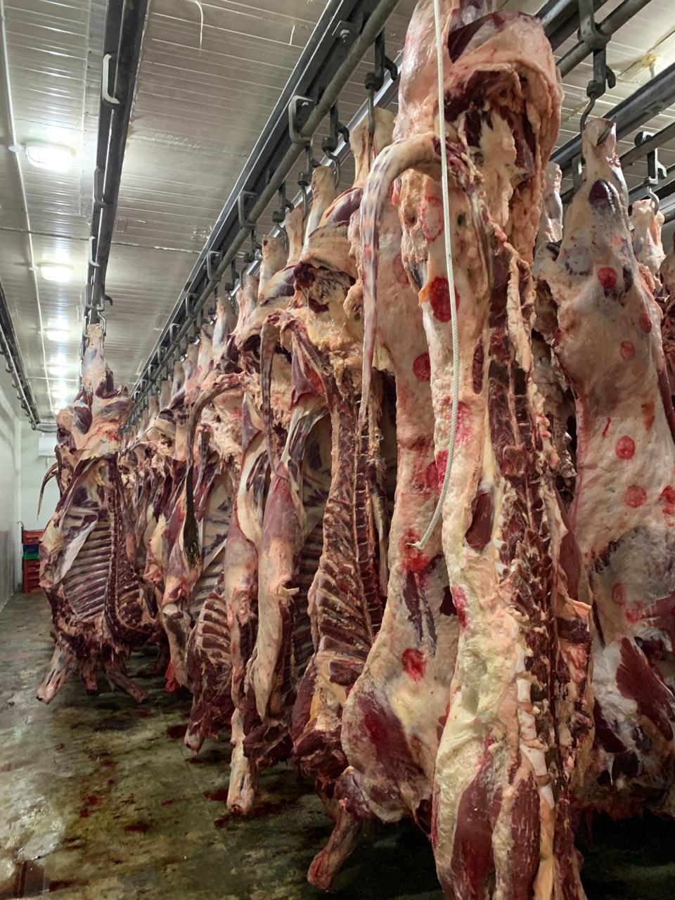 ذبح 450 أضحية لمؤسسات المجتمع المدني