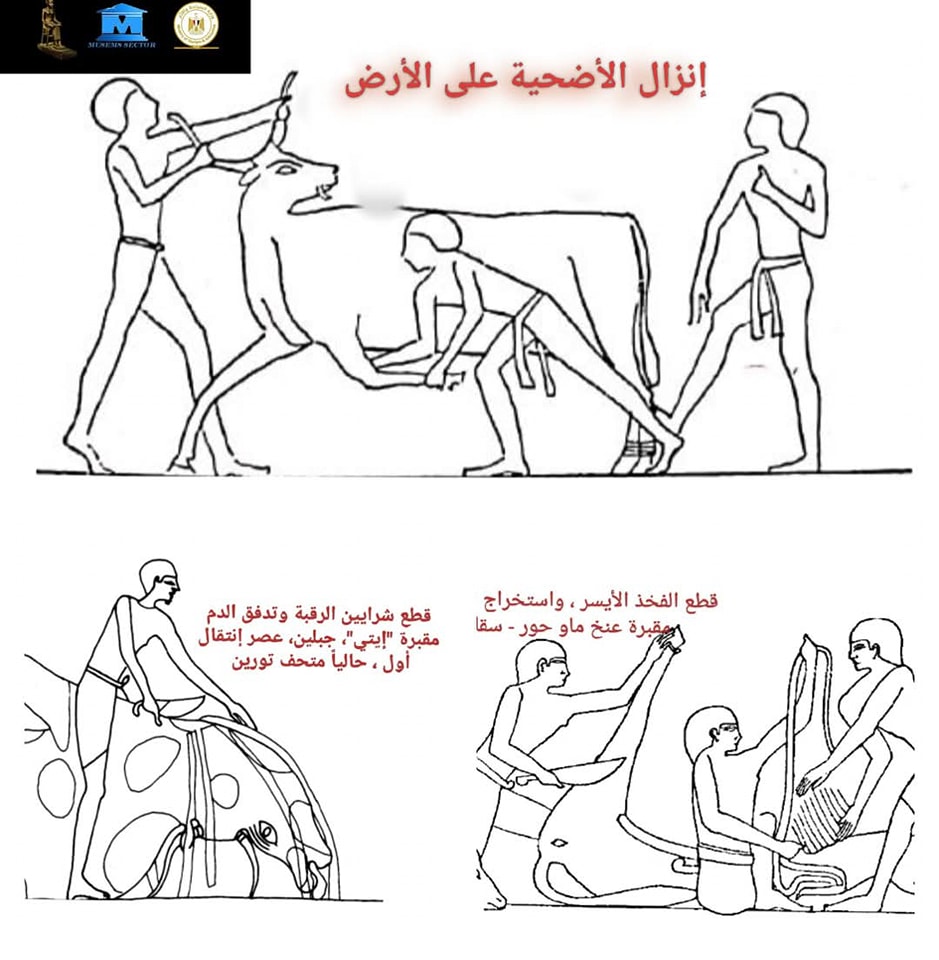 الثروة الحيوانية لخدمة الدين والغذاء