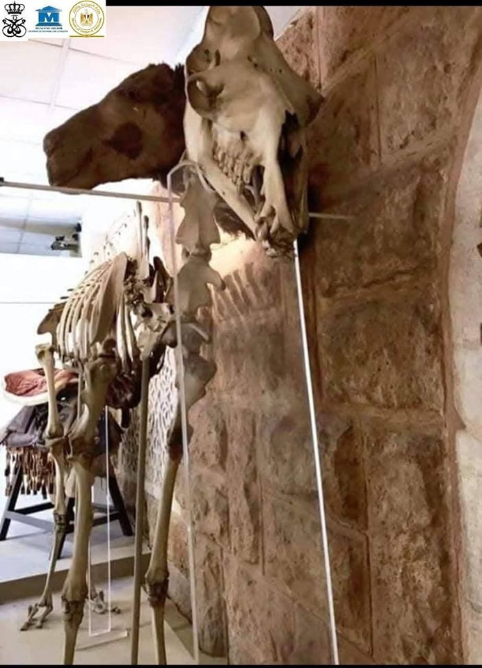 عرض هيكل للجمل مبروك