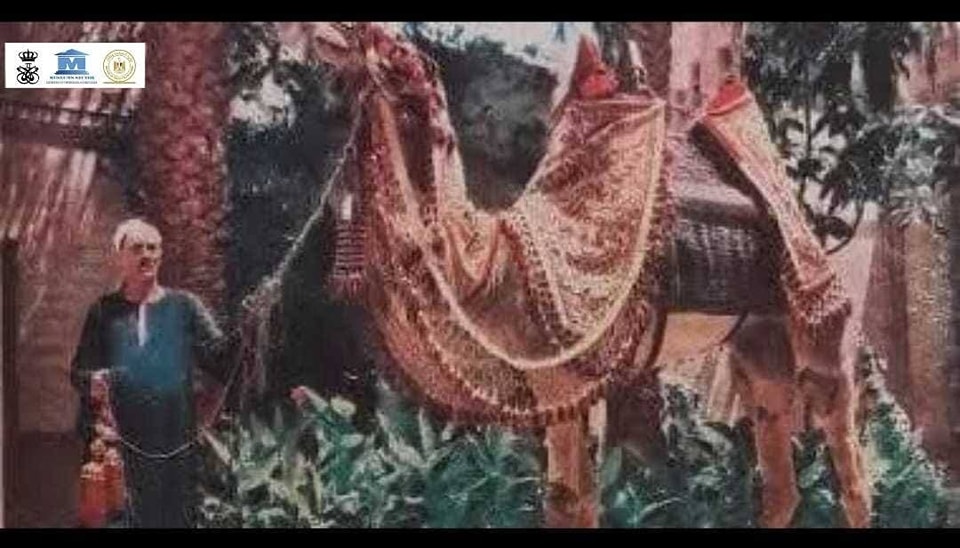 عرض هيكل للجمل مبروك