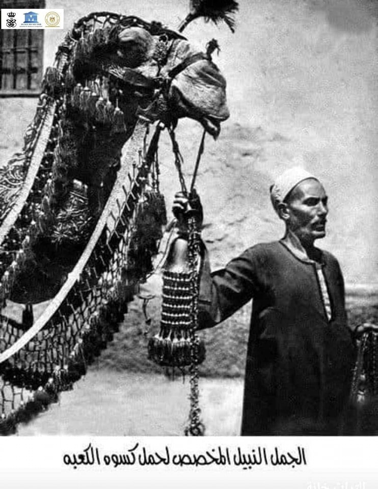 الجمل مبروك