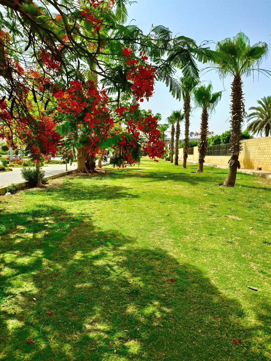 زراعات مدينة أكتوبر 