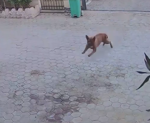 لحظ اطلاق الكلب