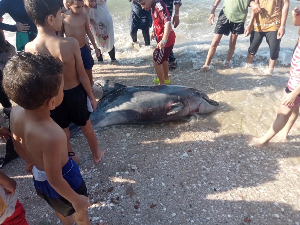 دولفين نافق على شاطئ بورفؤاد 