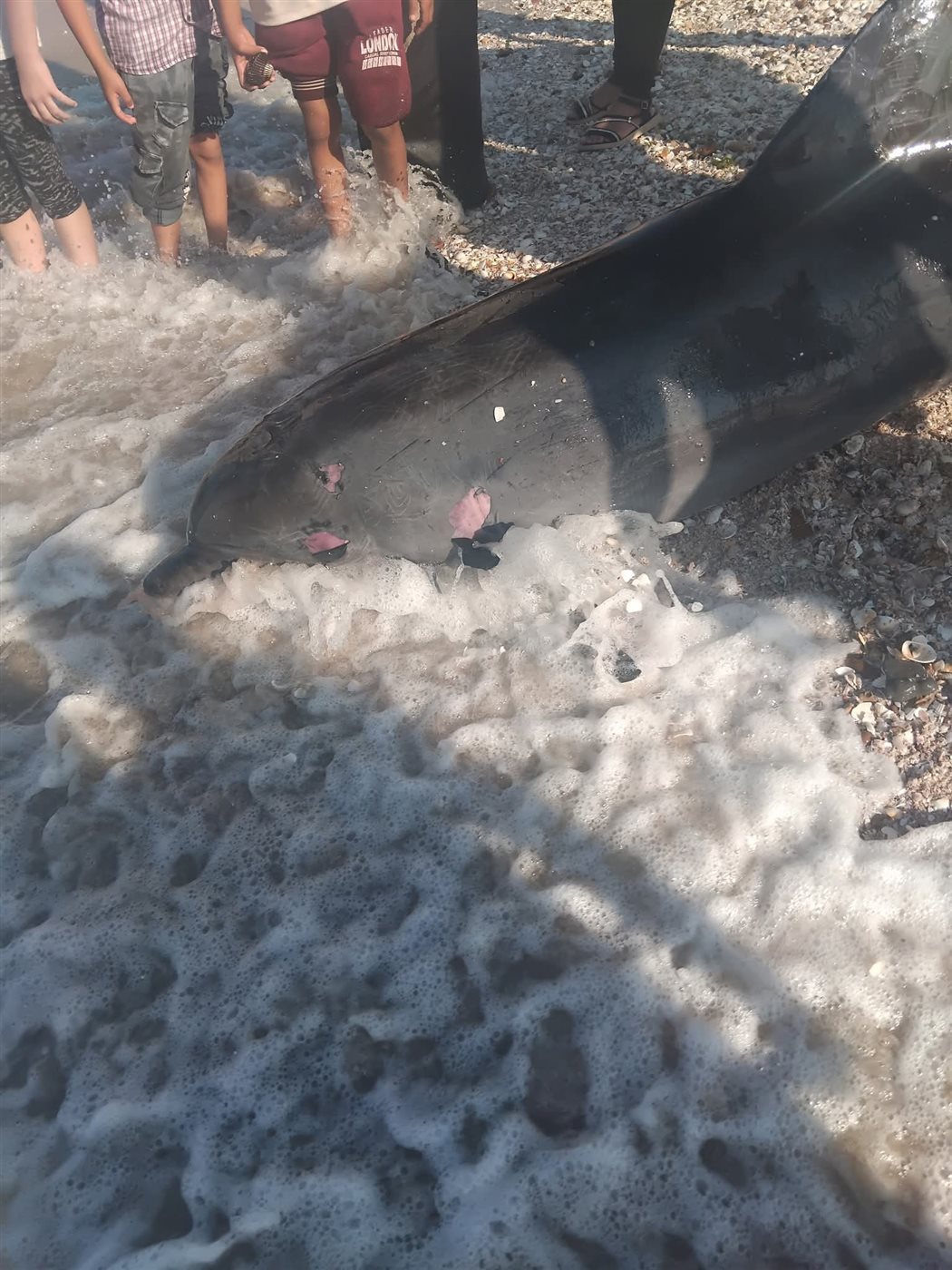 دولفين نافق على شاطئ بورفؤاد 