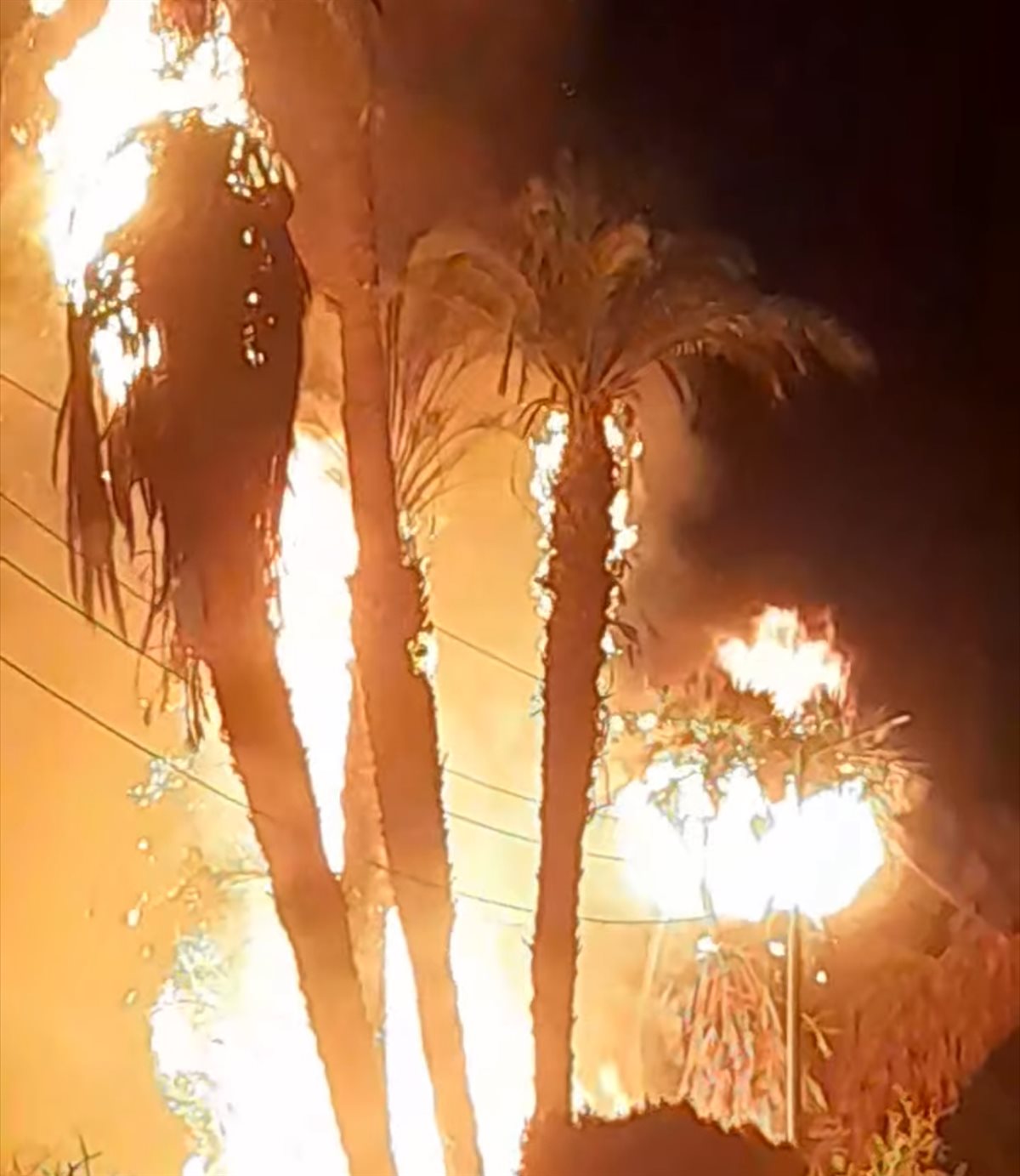 حريق في نخيل وأشجار 