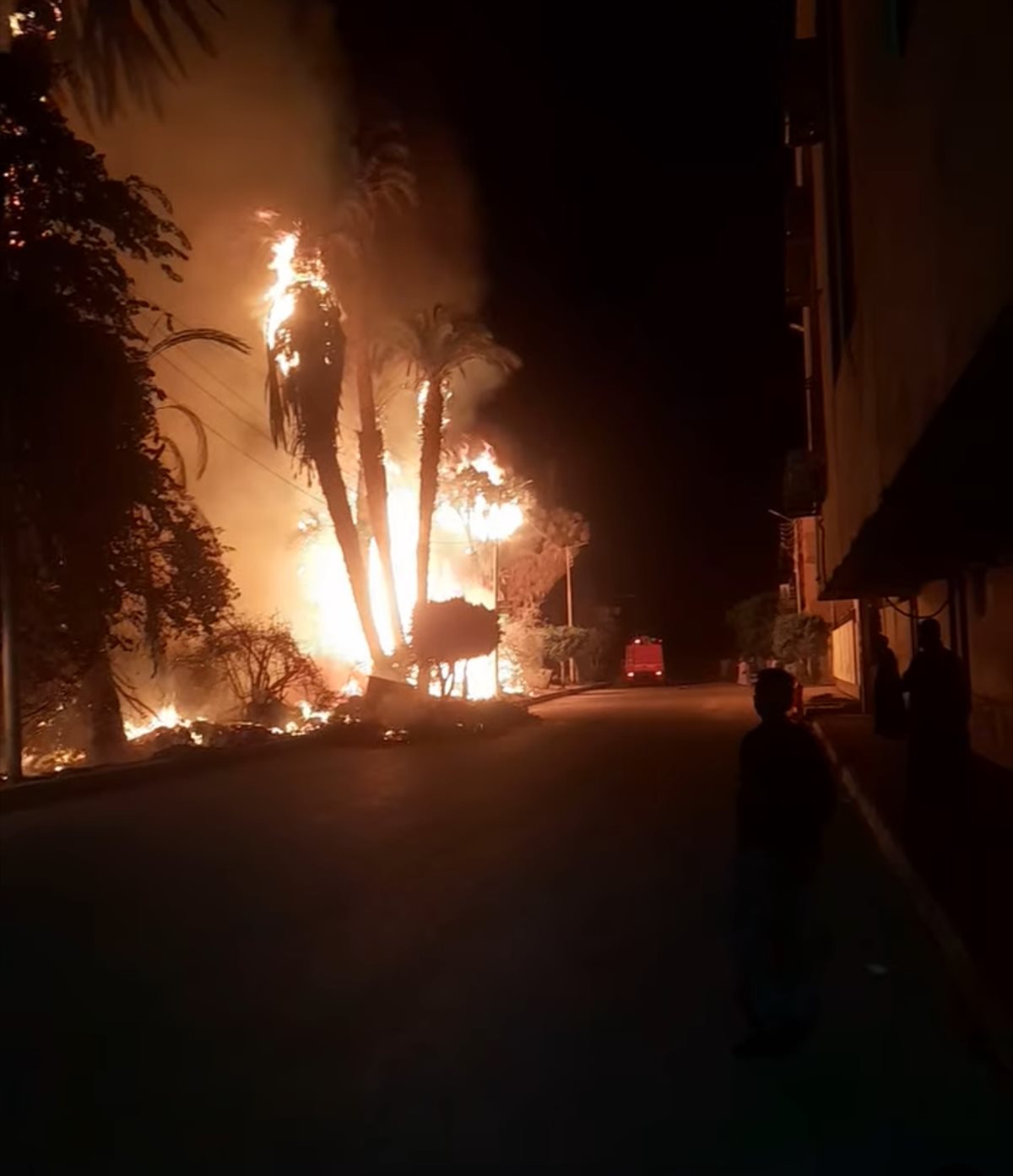 حريق في نخيل وأشجار 