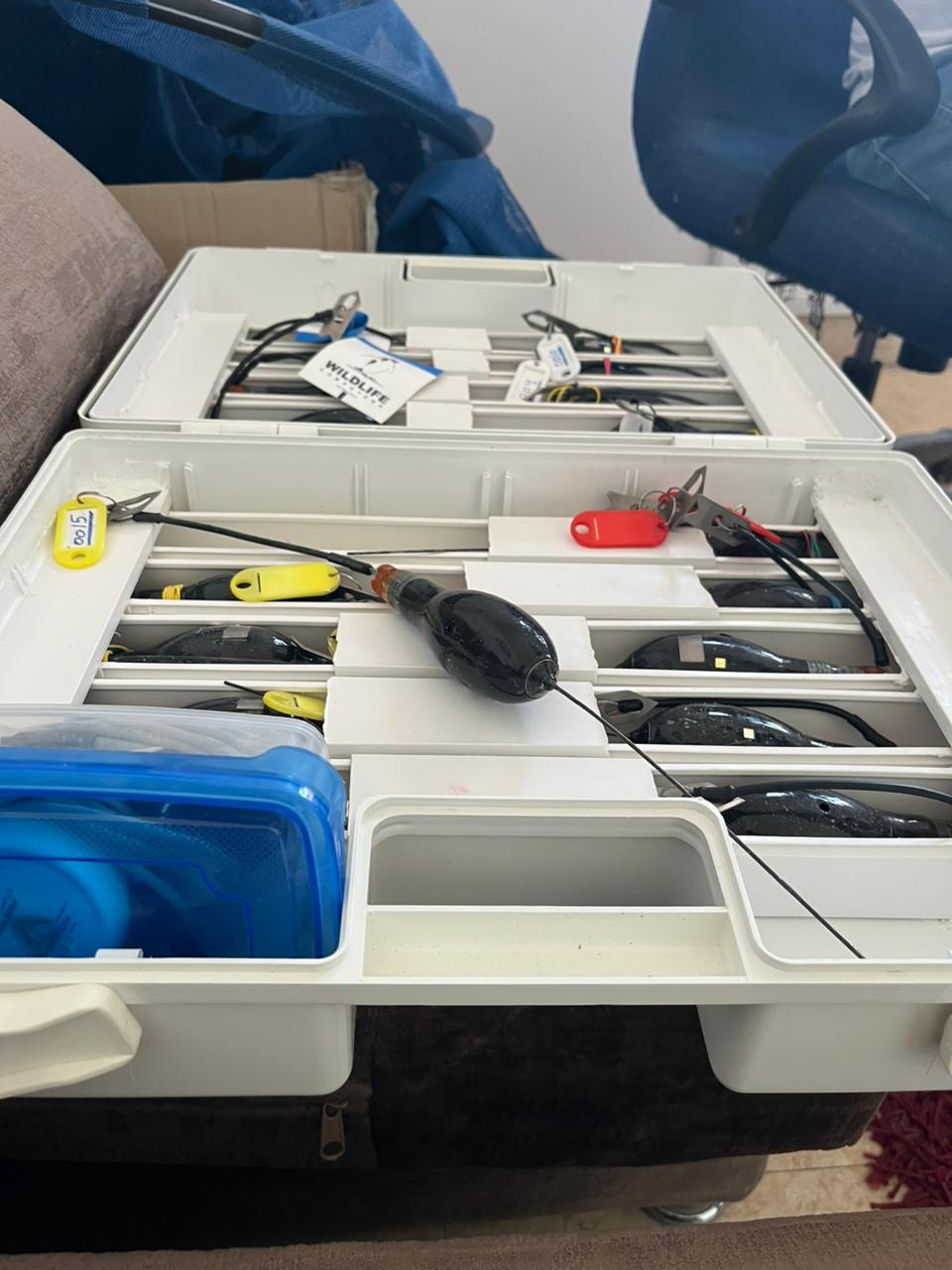 برنامج رصد وتتبع أسماك القرش في البحر الأحمر