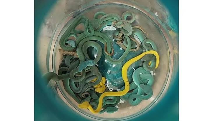 الزراعة تعلن إحباط محاولة تهريب كبرى لزواحف وكائنات نادرة بمطار القاهرة الدولي