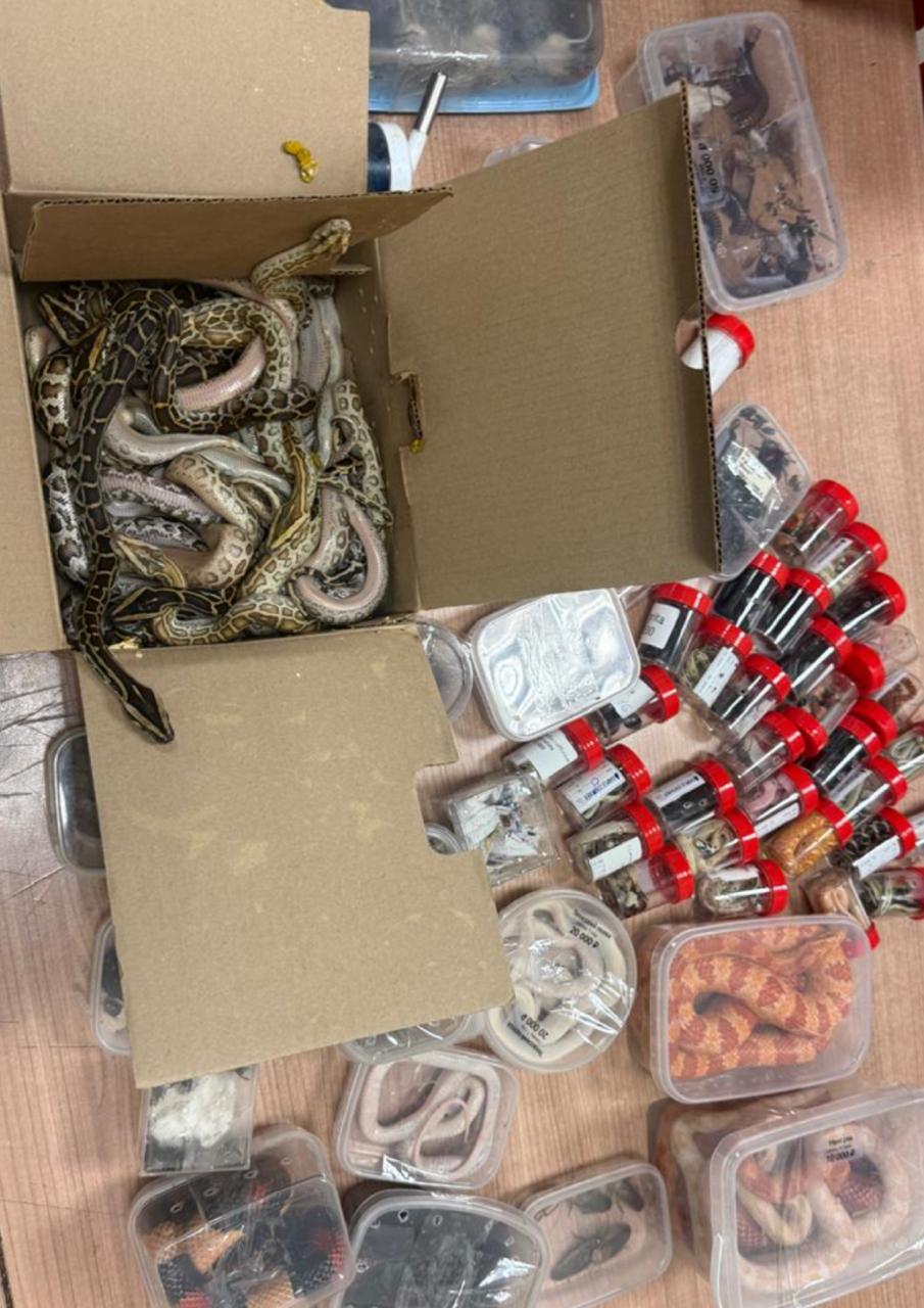 الثعابين التي تم ضبطها مع الراكب 