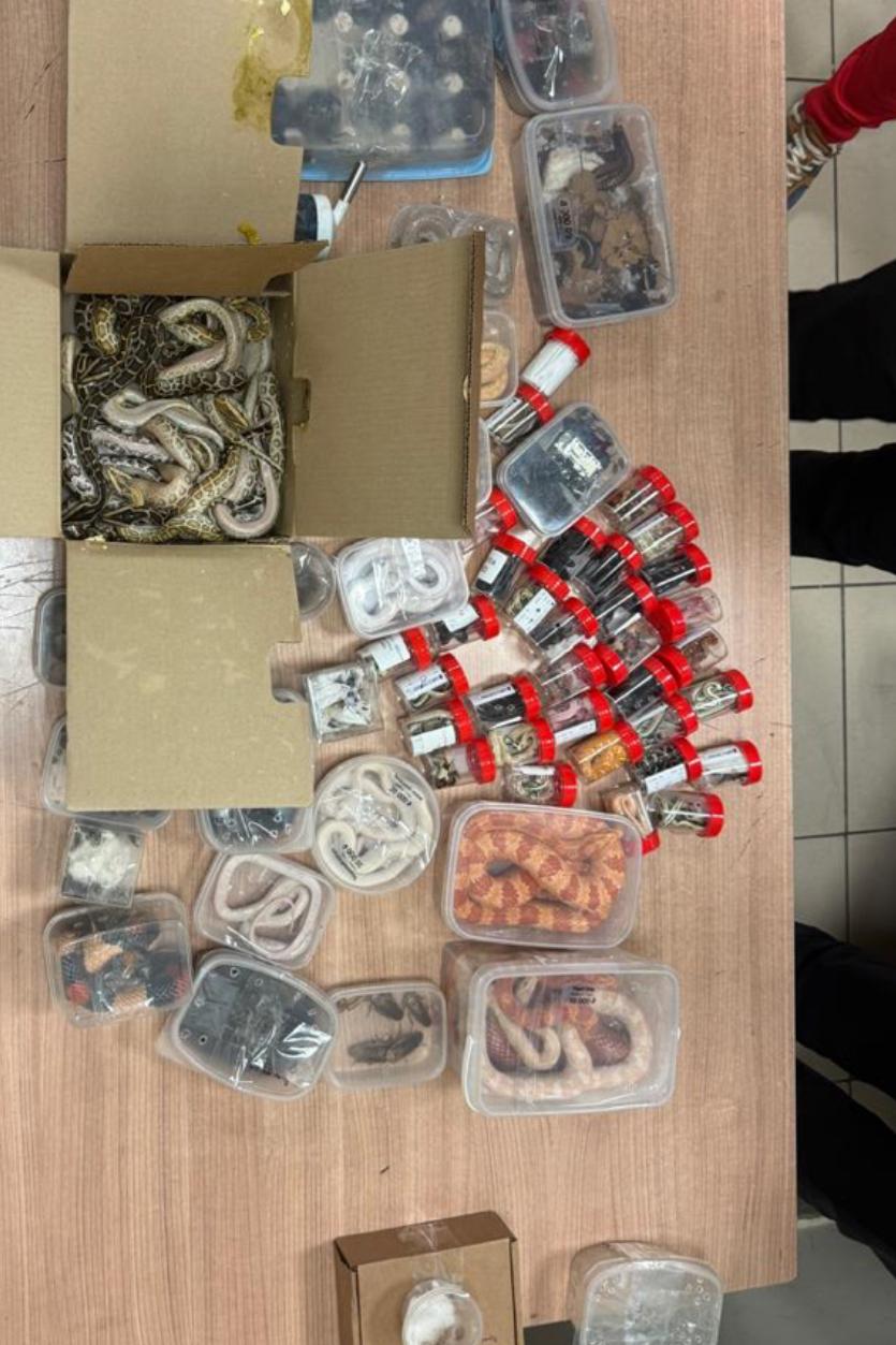 المضبوطات من الثعابين 