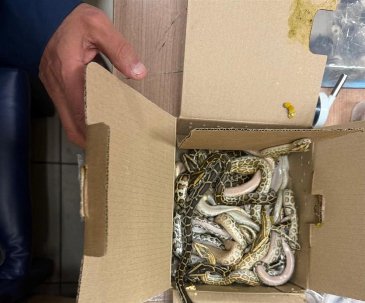 نوع من الأصلة التي تم التحفظ عليها 