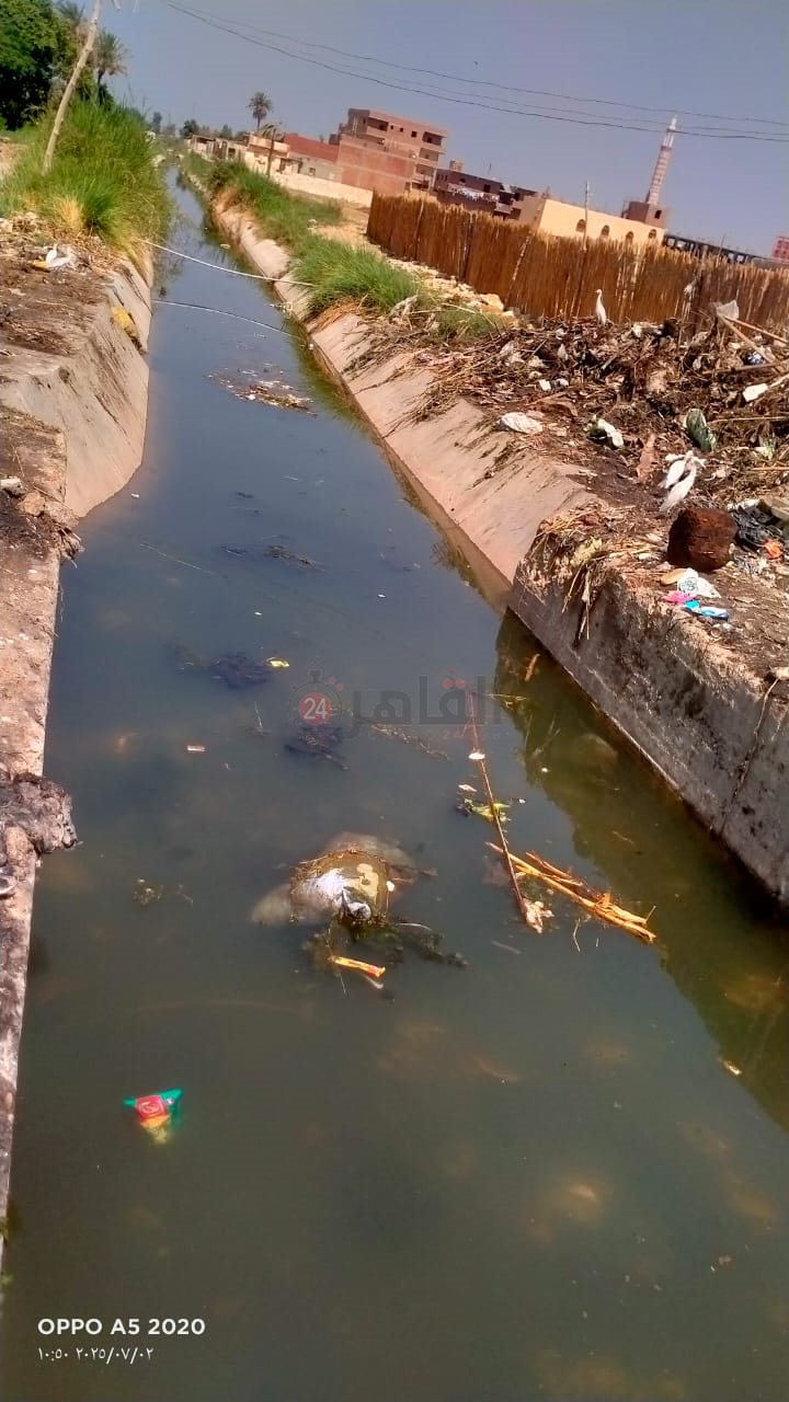 بعد عمليه التطهير 