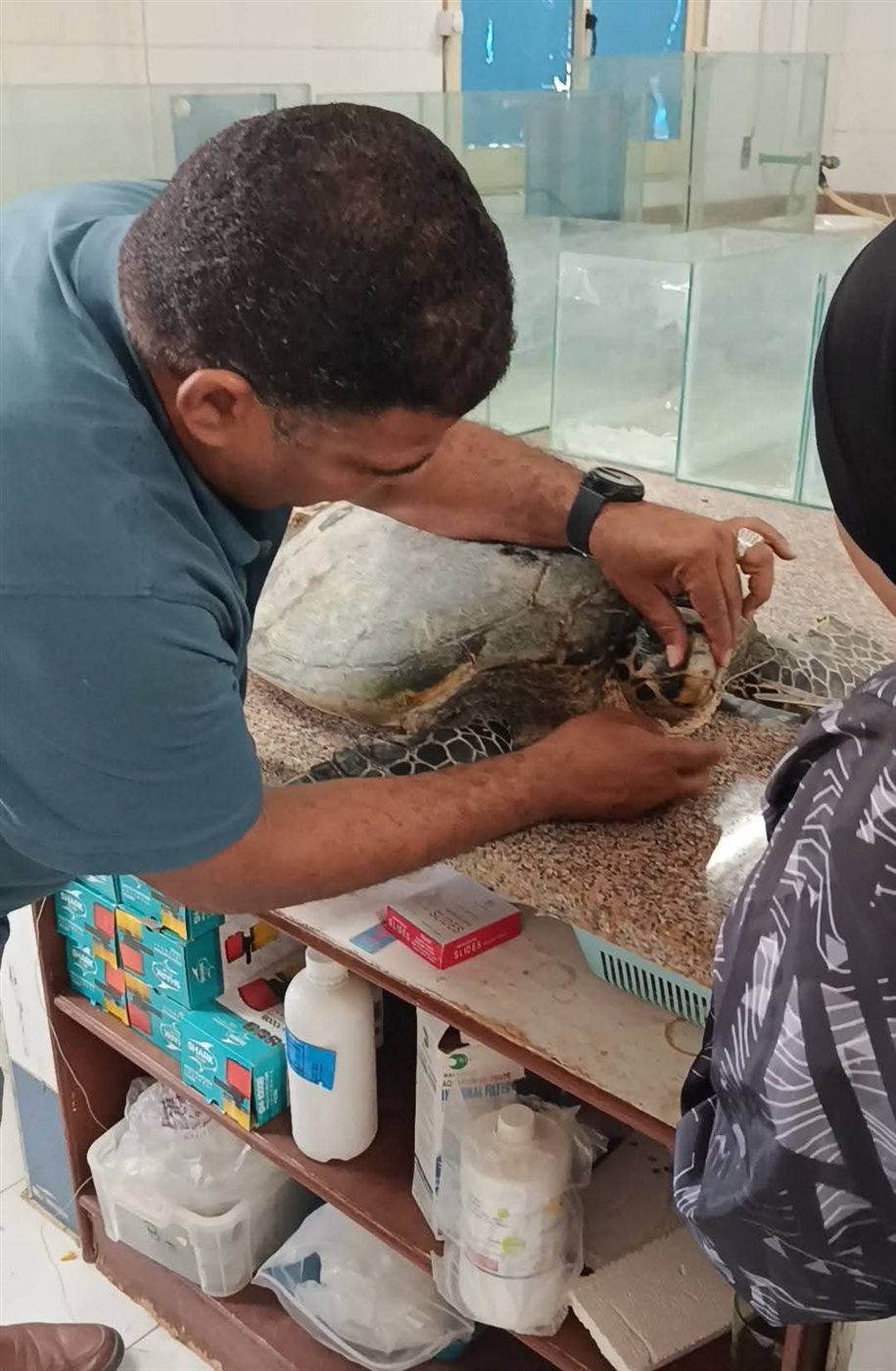 إنقاذ سلحفاة بحرية بالغردقة 