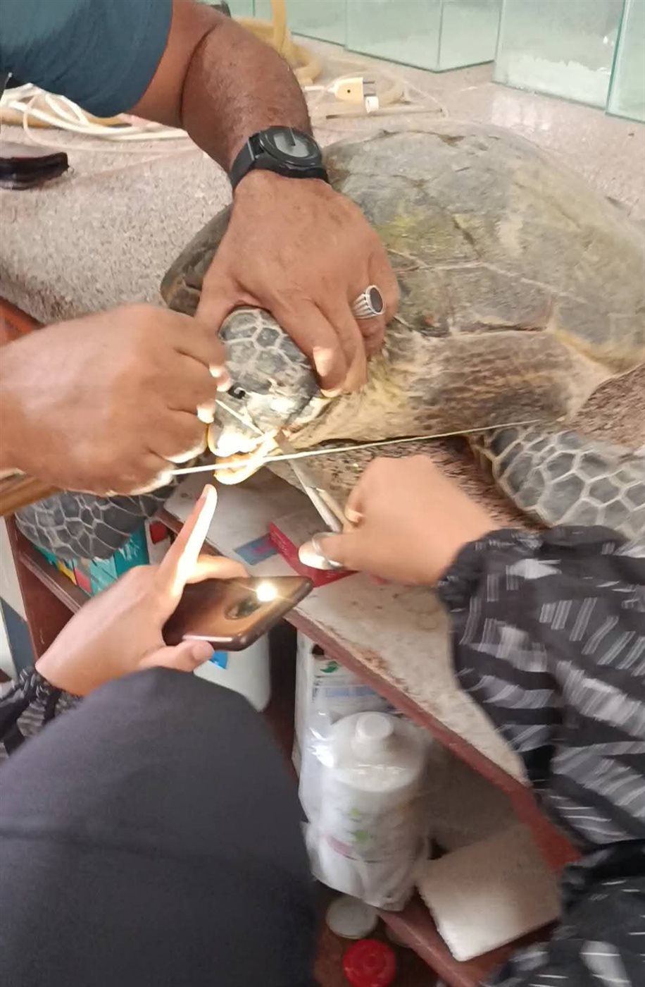 إنقاذ سلحفاة بحرية بالغردقة 