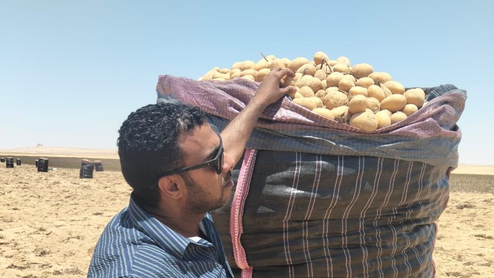 أفضل طرق تخزين البطاطس لفترة أطول