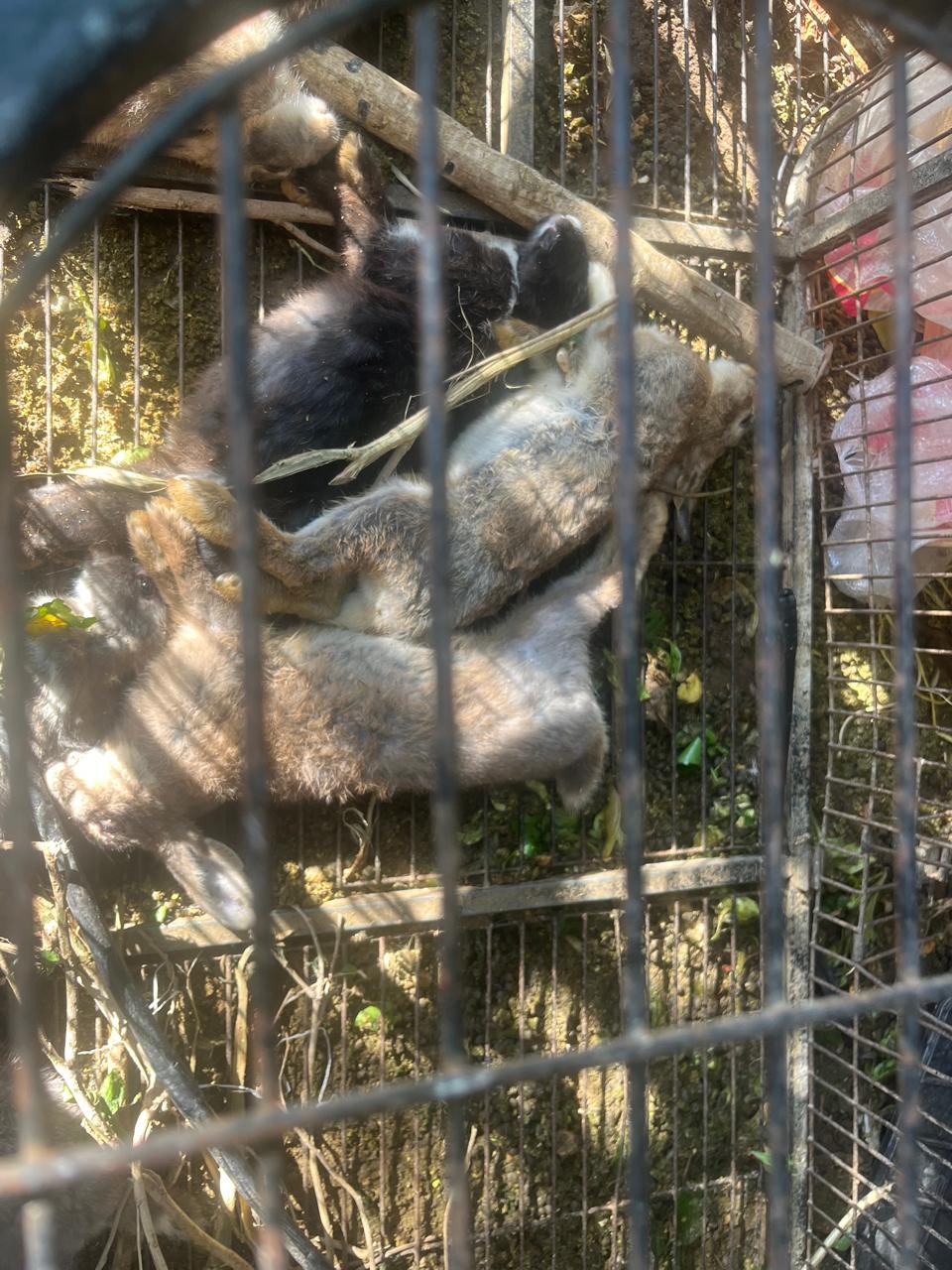 كلاب مفترسة تهاجم طبيب شهير 