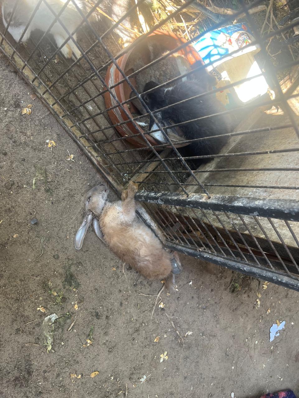 كلاب مفترسة تهاجم طبيب شهير 