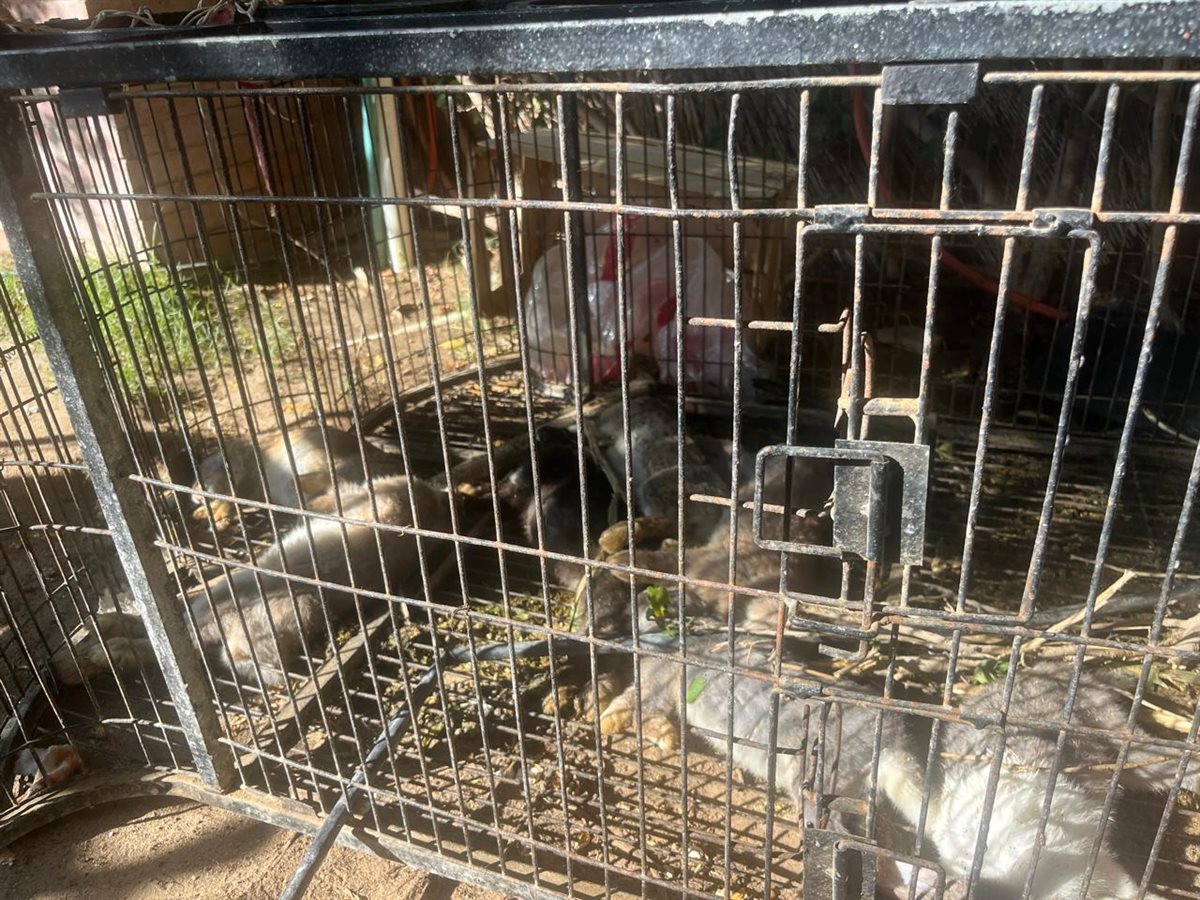 كلاب مفترسة تهاجم طبيب شهير 