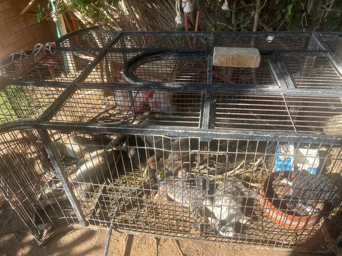 كلاب مفترسة تهاجم طبيب شهير 