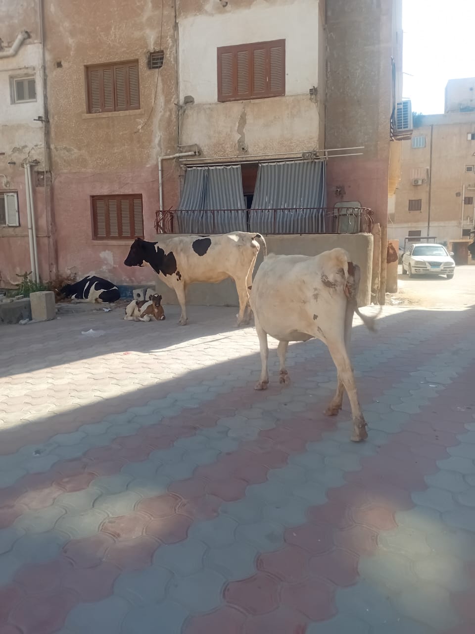 جانب من انتشار الأغنام 