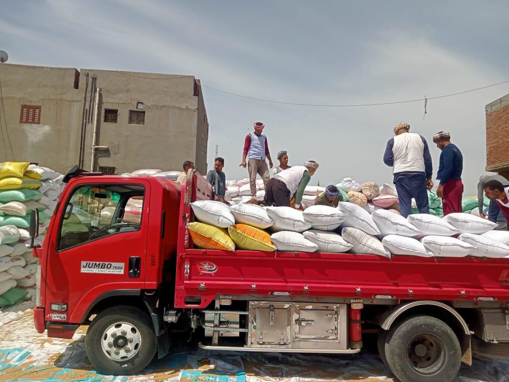 توريد القمح بالأقصر