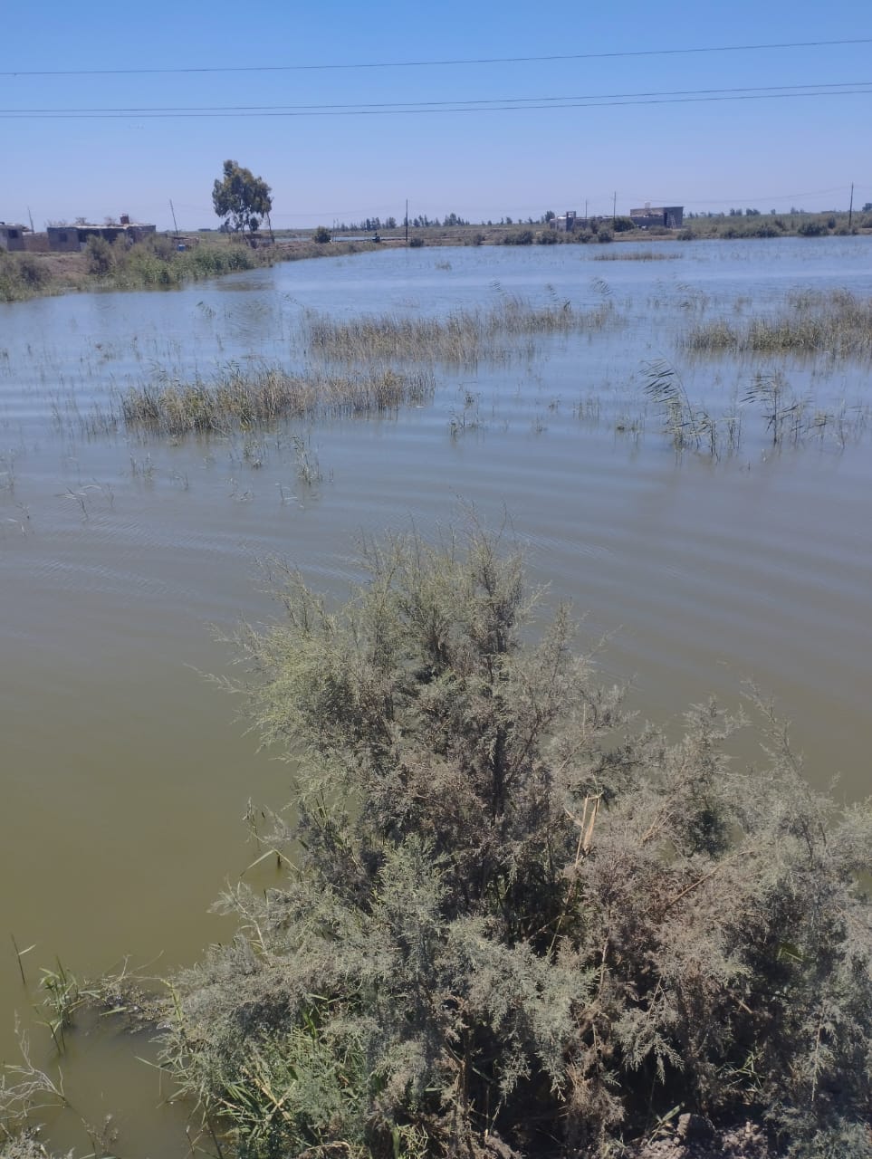 الجهود التنفيذية بـ محافظة بورسعيد 